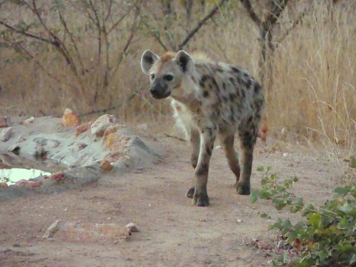 Bushvilla Umoja Kruger Phalaborwa Exterior foto