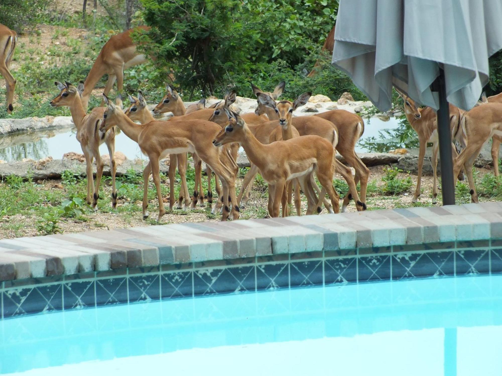 Bushvilla Umoja Kruger Phalaborwa Exterior foto
